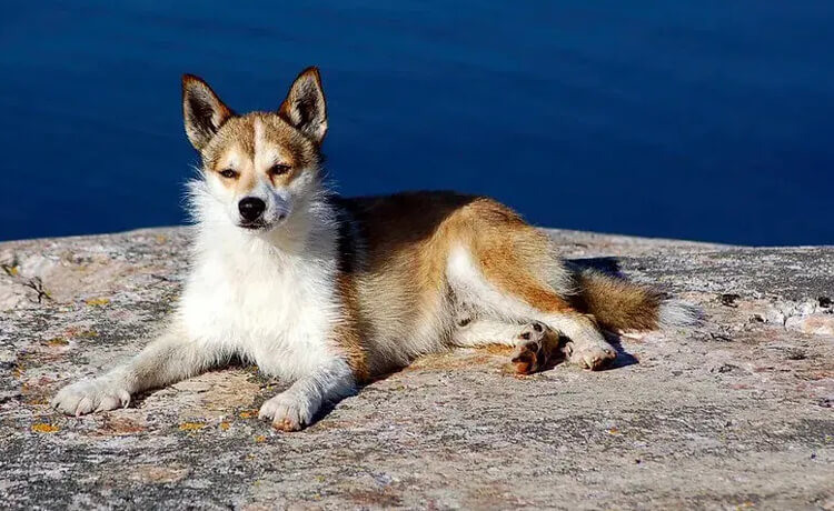 Norwegian Lundehund